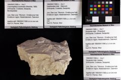 Foto (Objket + Etiketten) von Galatheoidea indet. 